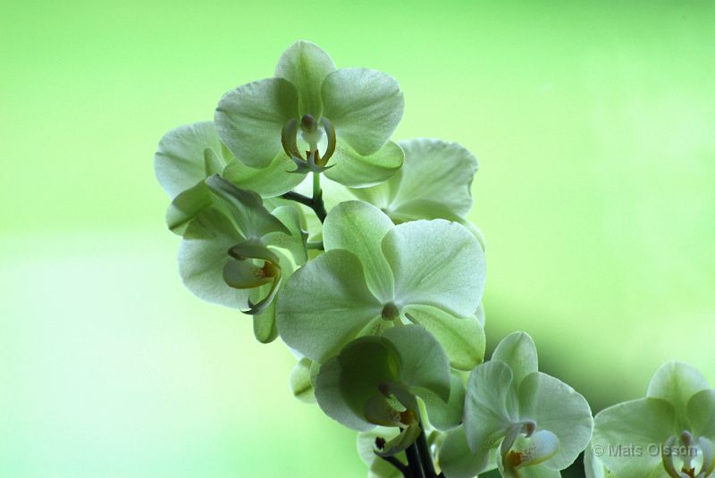 Orkide 1.jpg - Orkidé